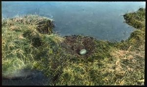 Image of Red-throated Loon Nest with One Egg